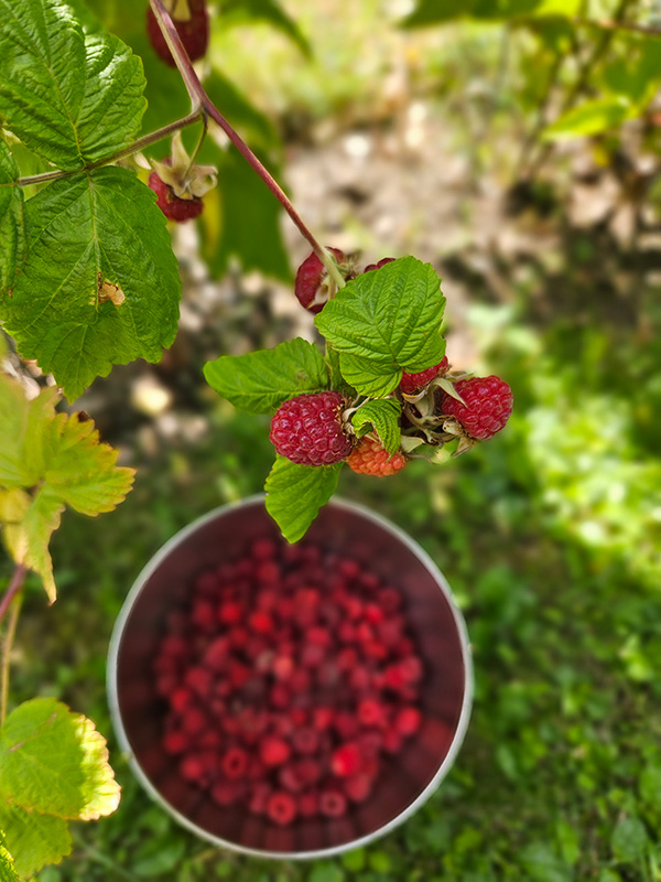 Sommerimpuls